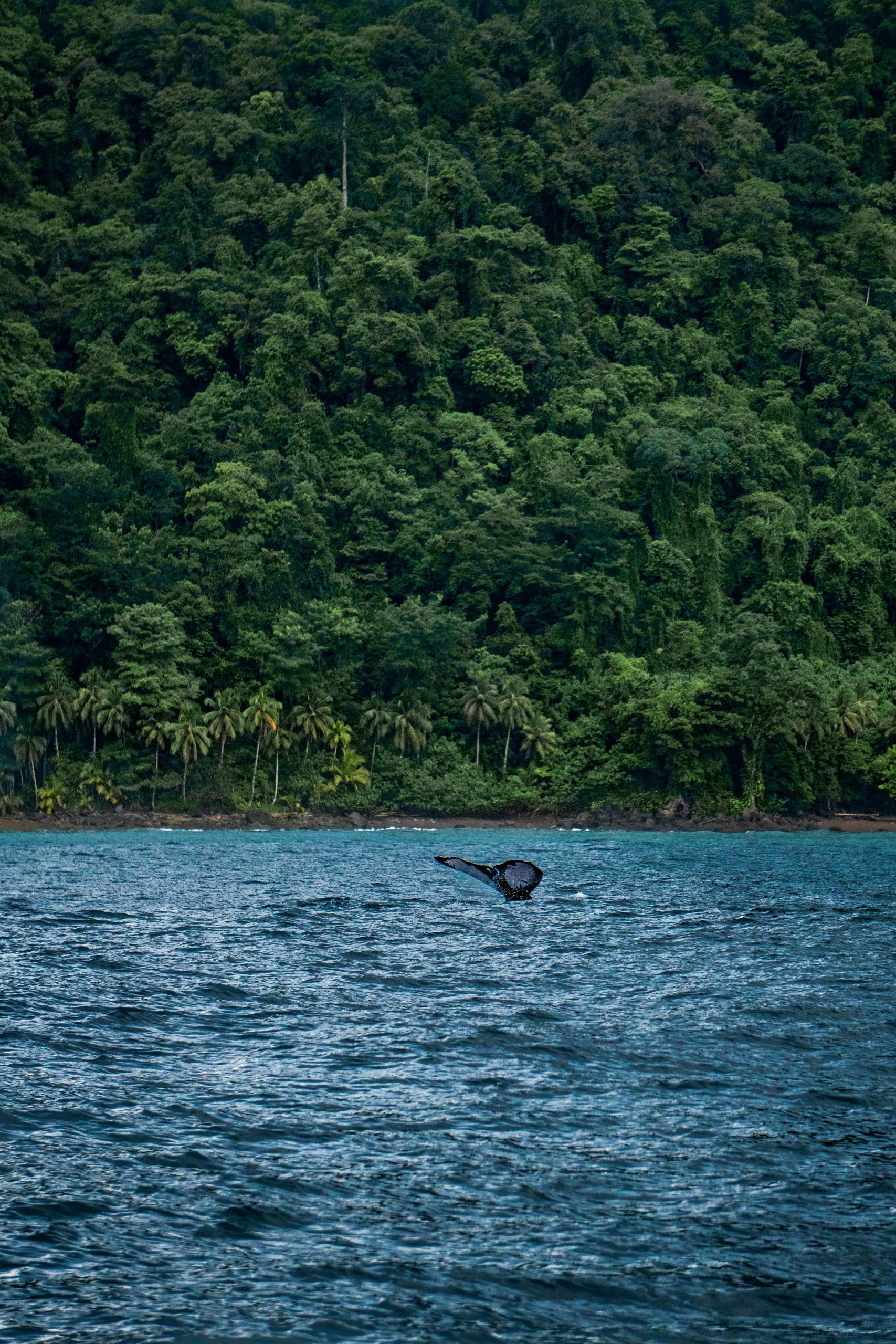 UNA SELVA QUE ACUMULA VIDA